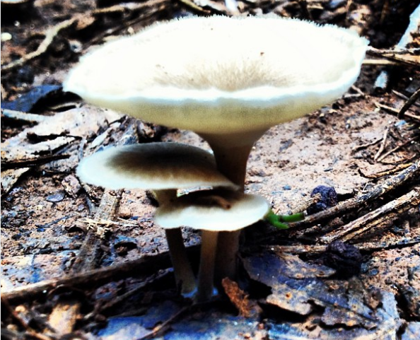 Screenshot_2020-01-14 Beto Gracida on Instagram “#bios #joy #life #biology #biodiversity #biología #mushroom #mextagram #me[...]